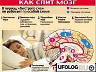 Что делает мозг во время сна ?